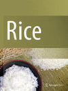 Rice雜志